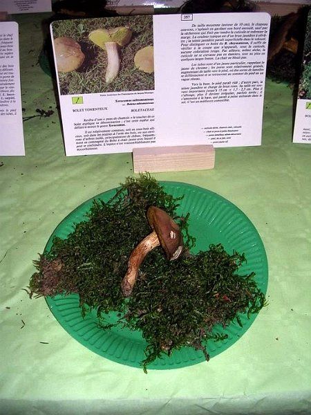 Expo champignons a St Leger 93